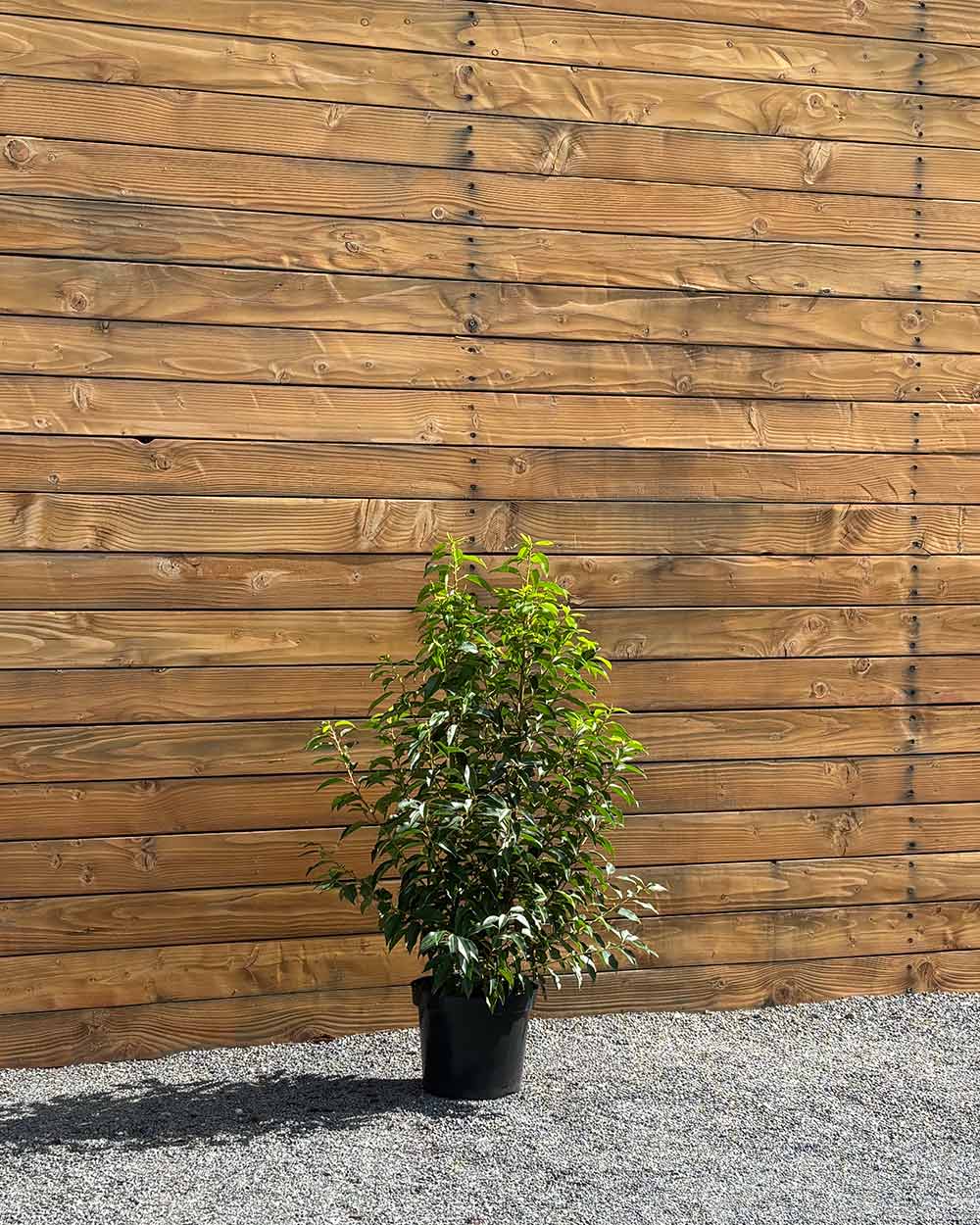 Portugiesischer Kirschlorbeer – Prunus lusitanica ‘Angustifolia’ (Hecke) (Pre Sale)