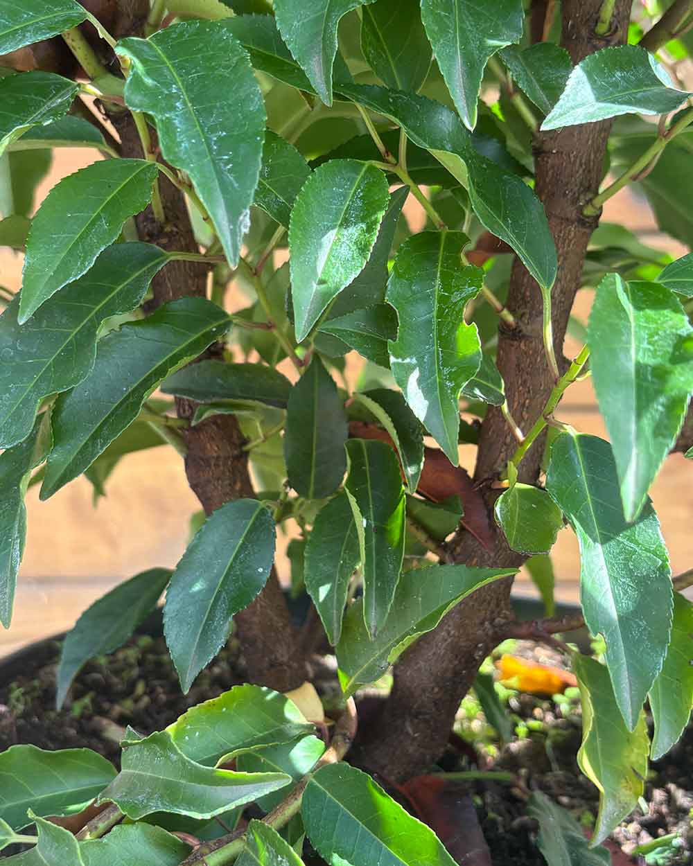 Portugiesischer Kirschlorbeer – Prunus lusitanica ‘Angustifolia’ (Hecke) (Pre Sale)
