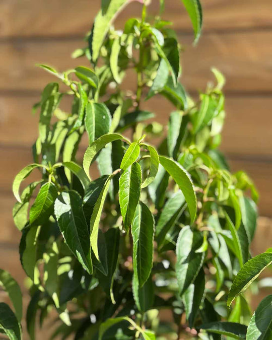 Portugiesischer Kirschlorbeer – Prunus lusitanica ‘Angustifolia’ (Hecke) (Pre Sale)