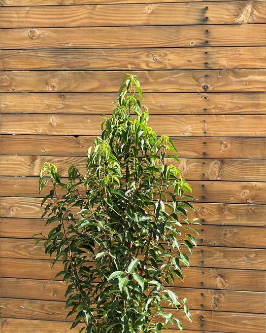 Portugiesischer Kirschlorbeer – Prunus lusitanica ‘Angustifolia’ (Hecke) (Pre Sale)