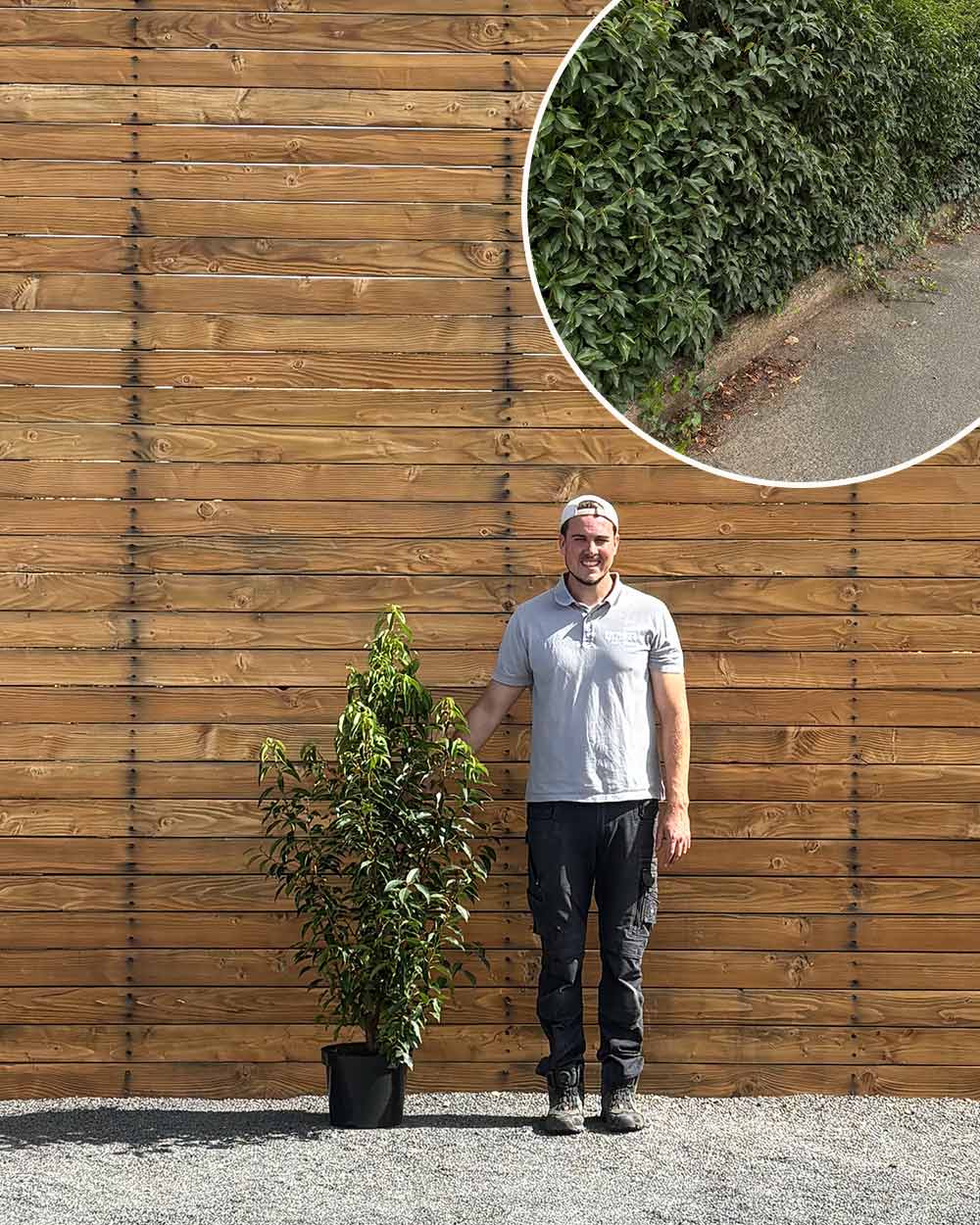 Portugiesischer Kirschlorbeer – Prunus lusitanica ‘Angustifolia’ (Hecke) (Pre Sale)
