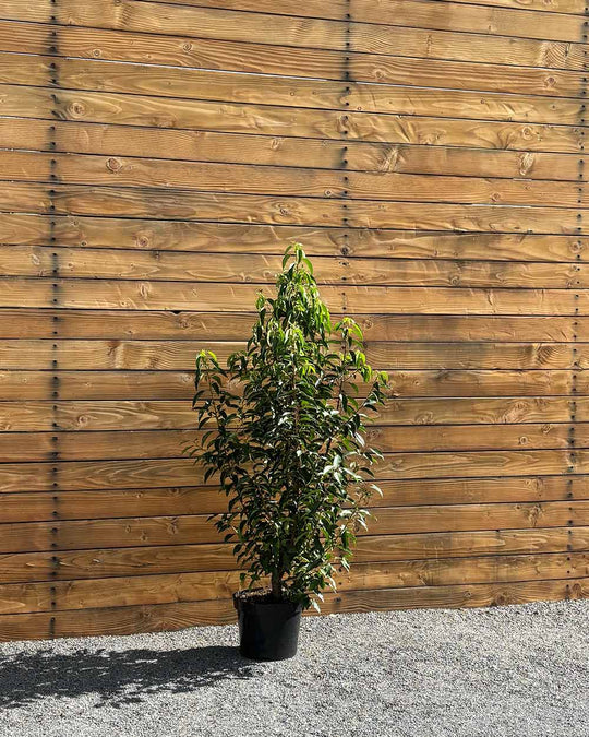 Portugiesischer Kirschlorbeer – Prunus lusitanica ‘Angustifolia’ (Hecke) (Pre Sale)
