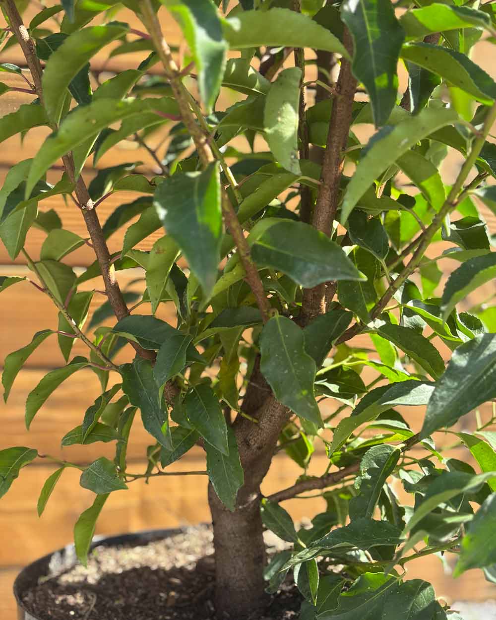 Portugiesischer Kirschlorbeer – Prunus lusitanica ‘Angustifolia’ (Hecke) (Pre Sale)
