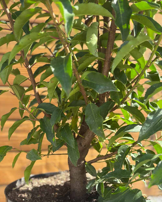 Portugiesischer Kirschlorbeer – Prunus lusitanica ‘Angustifolia’ (Hecke) (Pre Sale)