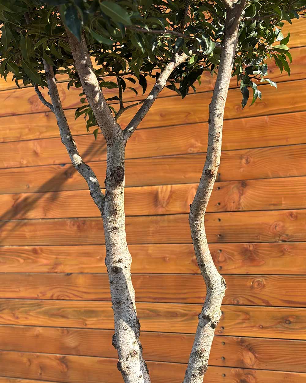 Portugiesischer Kirschlorbeer – Prunus lusitanica ‘Angustifolia’ (Mehrstämmig)