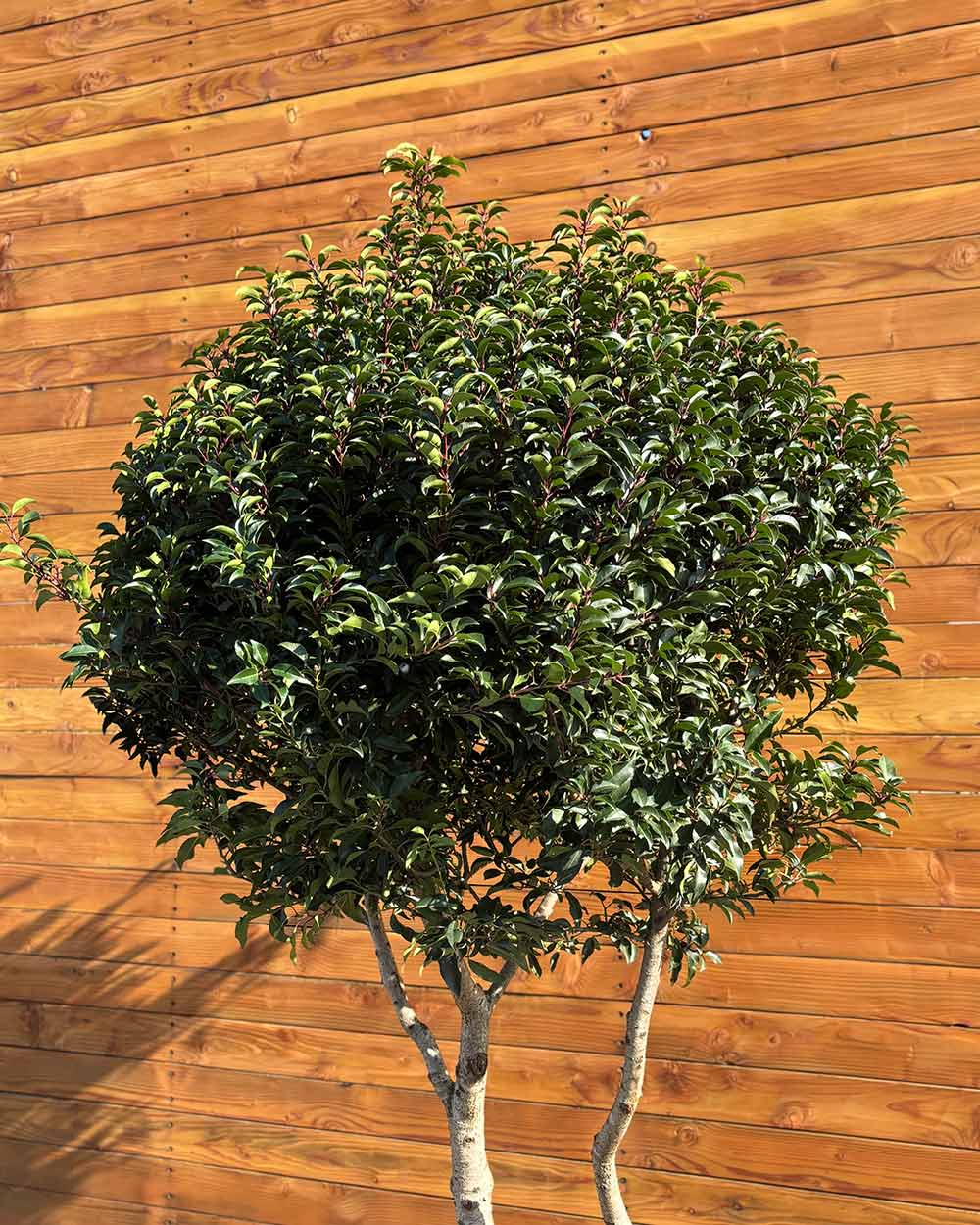 Portugiesischer Kirschlorbeer – Prunus lusitanica ‘Angustifolia’ (Mehrstämmig)