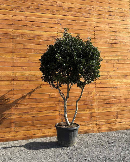 Portugiesischer Kirschlorbeer – Prunus lusitanica ‘Angustifolia’ (Mehrstämmig)