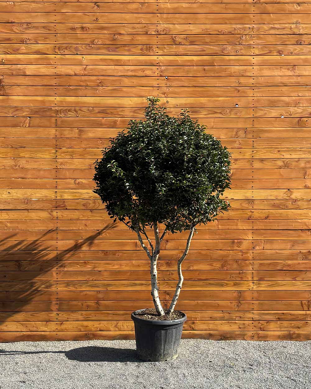 Portugiesischer Kirschlorbeer – Prunus lusitanica ‘Angustifolia’ (Mehrstämmig)