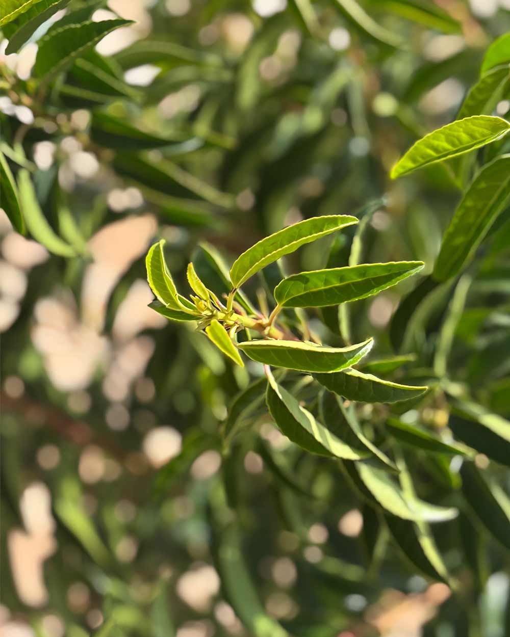 Portugiesische Kirschlorbeer "Prunus lusitanica ‘Angustifolia’" Hochstamm