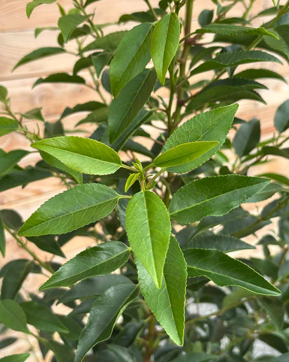 Portugiesische Kirschlorbeer (Prunus lusitanica ‘Angustifolia’) Hecke