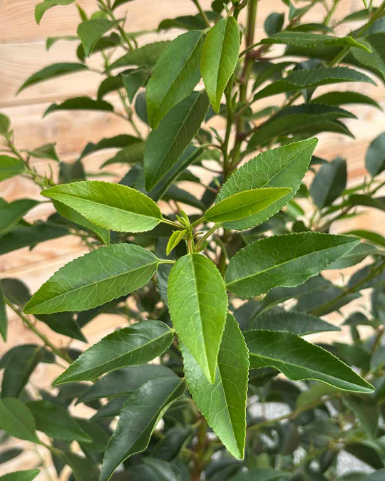 Portugiesische Kirschlorbeer (Prunus lusitanica ‘Angustifolia’) Hecke