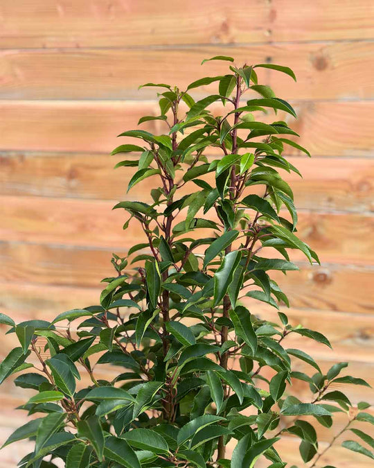 Portugiesischer Kirschlorbeer – Prunus lusitanica ‘Angustifolia’ (Hecke)