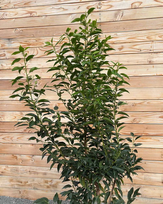 Portugiesische Kirschlorbeer (Prunus lusitanica ‘Angustifolia’) Hecke