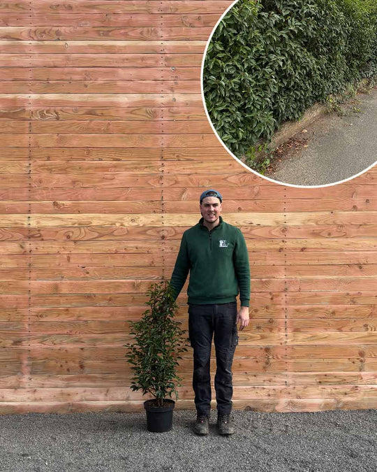 Portugiesischer Kirschlorbeer – Prunus lusitanica ‘Angustifolia’ (Hecke)