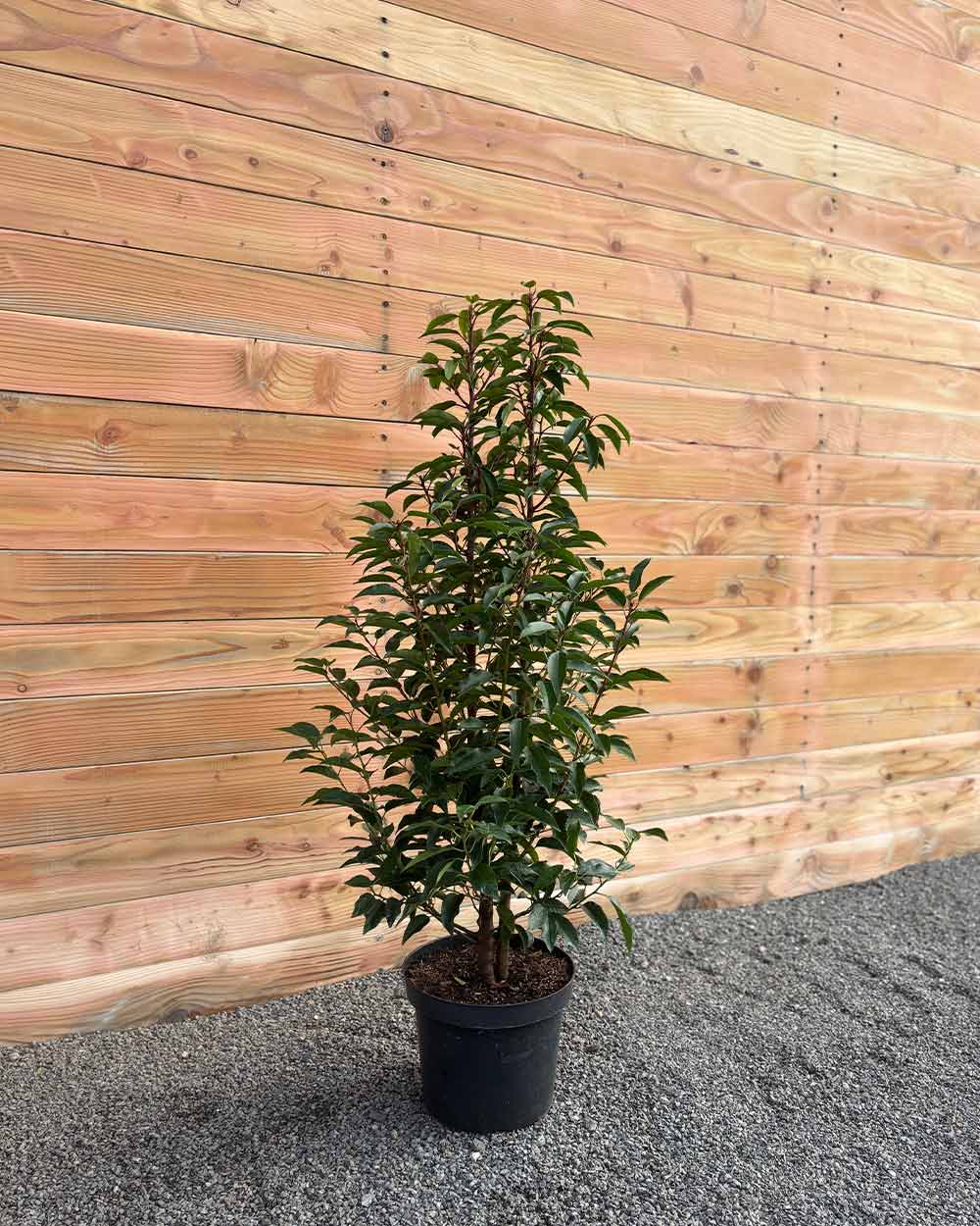 Portugiesischer Kirschlorbeer – Prunus lusitanica ‘Angustifolia’ (Hecke)