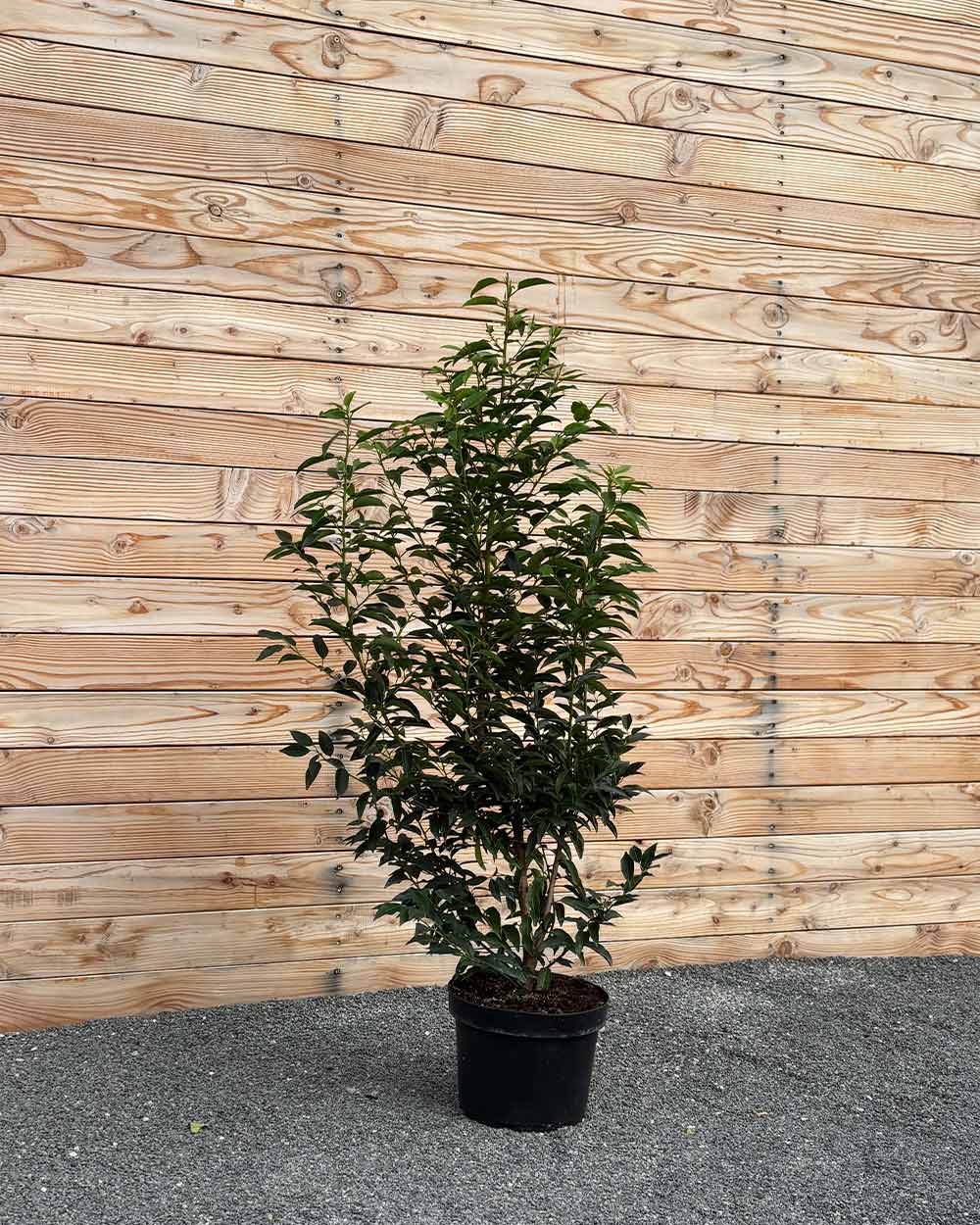 Portugiesische Kirschlorbeer (Prunus lusitanica ‘Angustifolia’) Hecke
