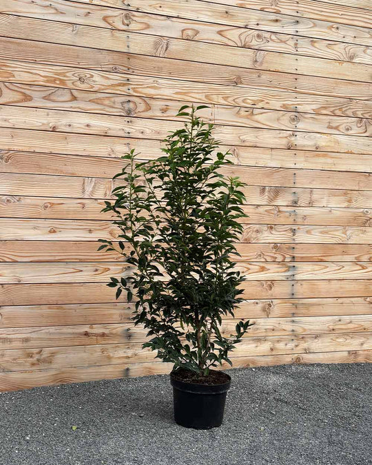 Portugiesische Kirschlorbeer (Prunus lusitanica ‘Angustifolia’) Hecke