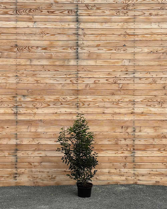 Portugiesische Kirschlorbeer (Prunus lusitanica ‘Angustifolia’) Hecke