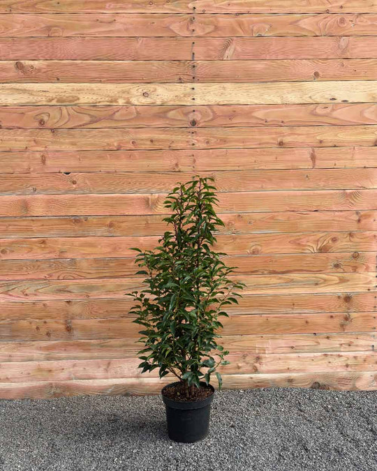 Portugiesischer Kirschlorbeer – Prunus lusitanica ‘Angustifolia’ (Hecke)