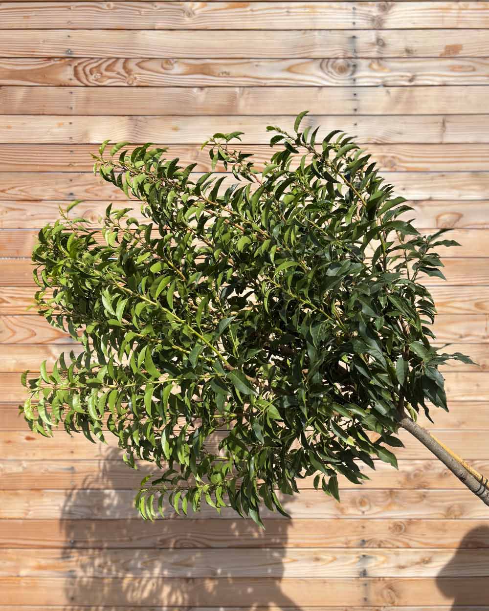 Portugiesische Kirschlorbeer "Prunus lusitanica ‘Angustifolia’" Hochstamm