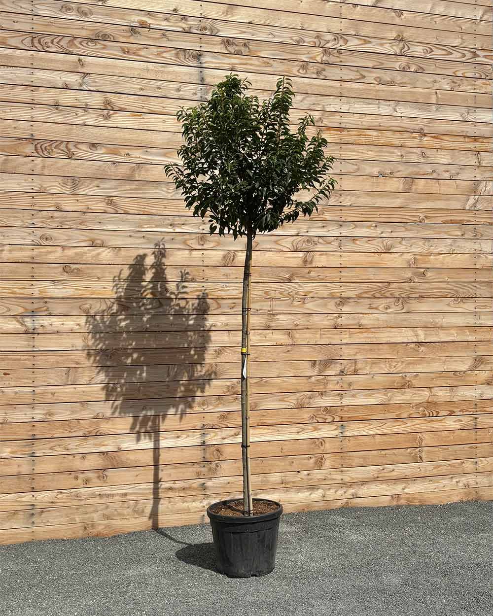 Portugiesische Kirschlorbeer "Prunus lusitanica ‘Angustifolia’" Hochstamm