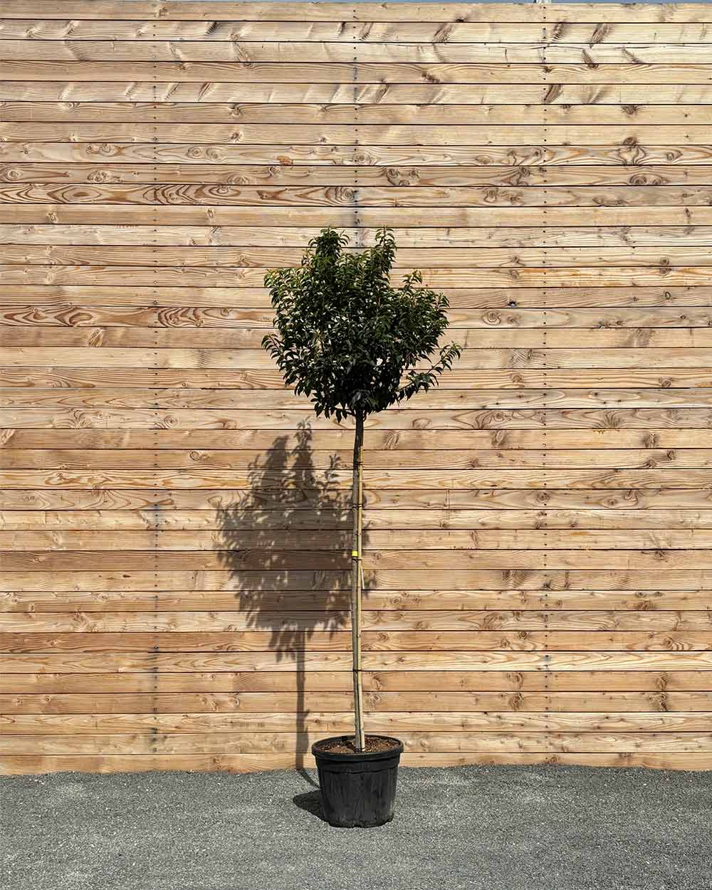 Portugiesische Kirschlorbeer "Prunus lusitanica ‘Angustifolia’" Hochstamm
