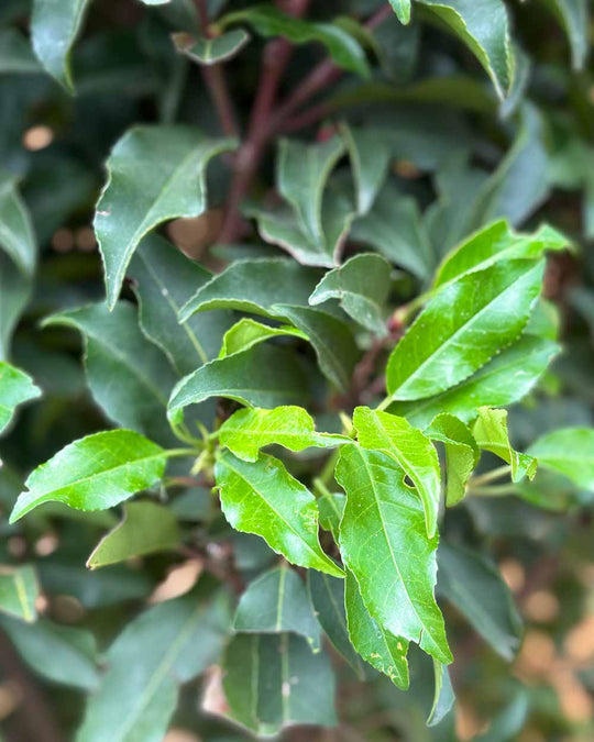 Portugiesischer Kirschlorbeer – Prunus lusitanica ‘Angustifolia’ (Hecke)
