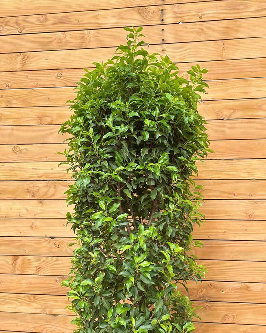Portugiesischer Kirschlorbeer – Prunus lusitanica ‘Angustifolia’ (Hecke)