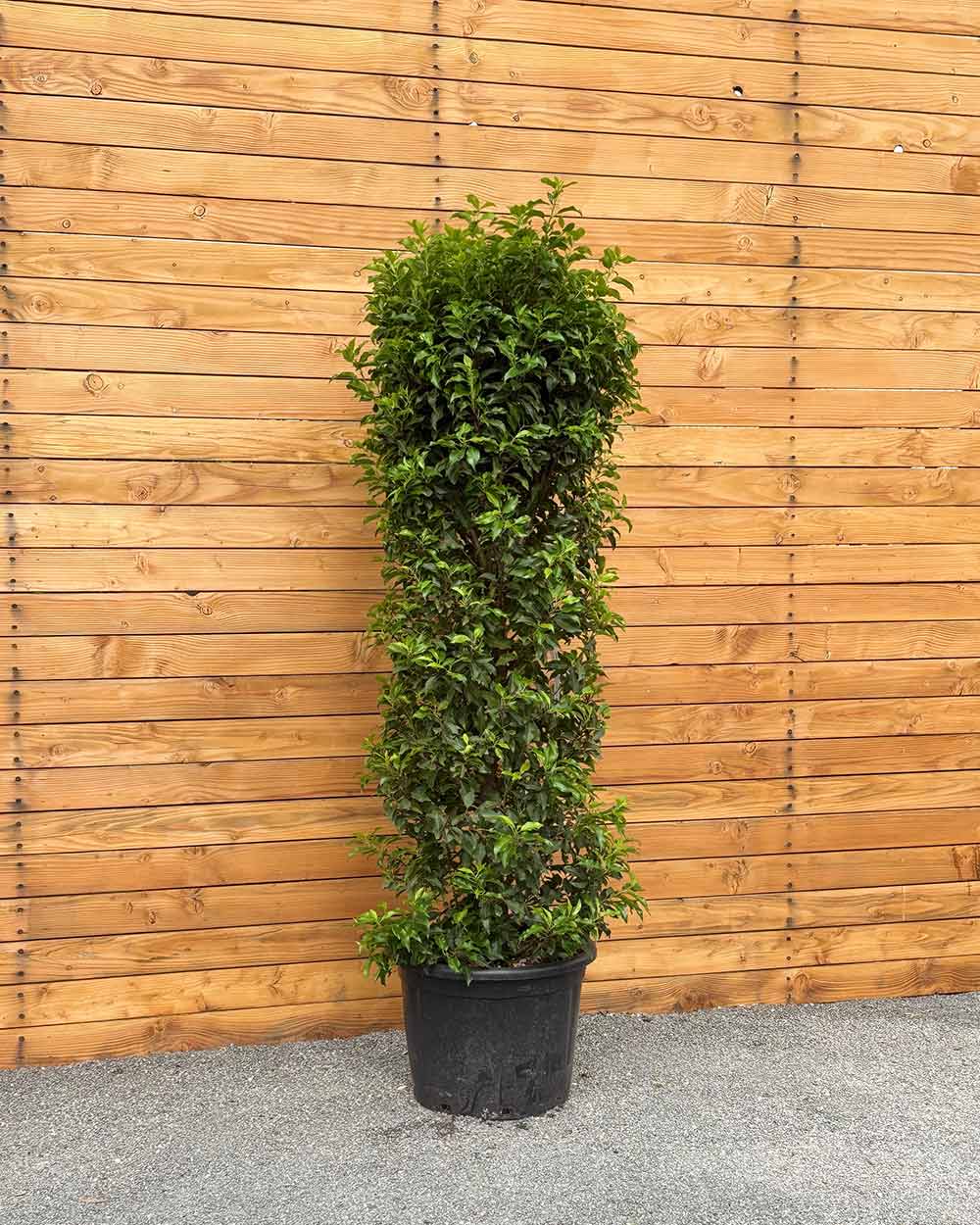 Portugiesischer Kirschlorbeer – Prunus lusitanica ‘Angustifolia’ (Hecke)