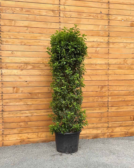 Portugiesischer Kirschlorbeer – Prunus lusitanica ‘Angustifolia’ (Hecke)
