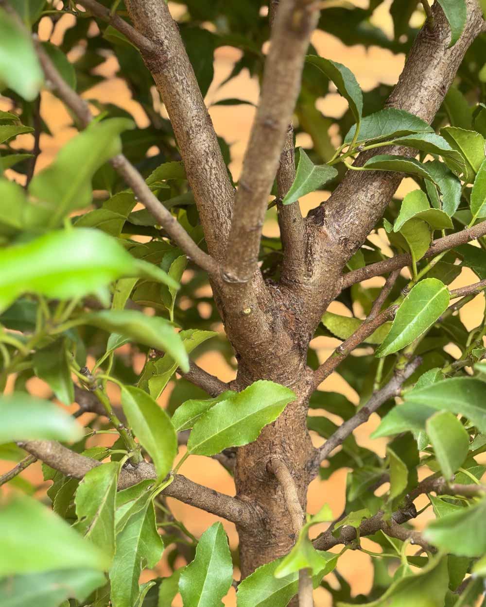 Portugiesischer Kirschlorbeer – Prunus lusitanica ‘Angustifolia’ (Hecke)