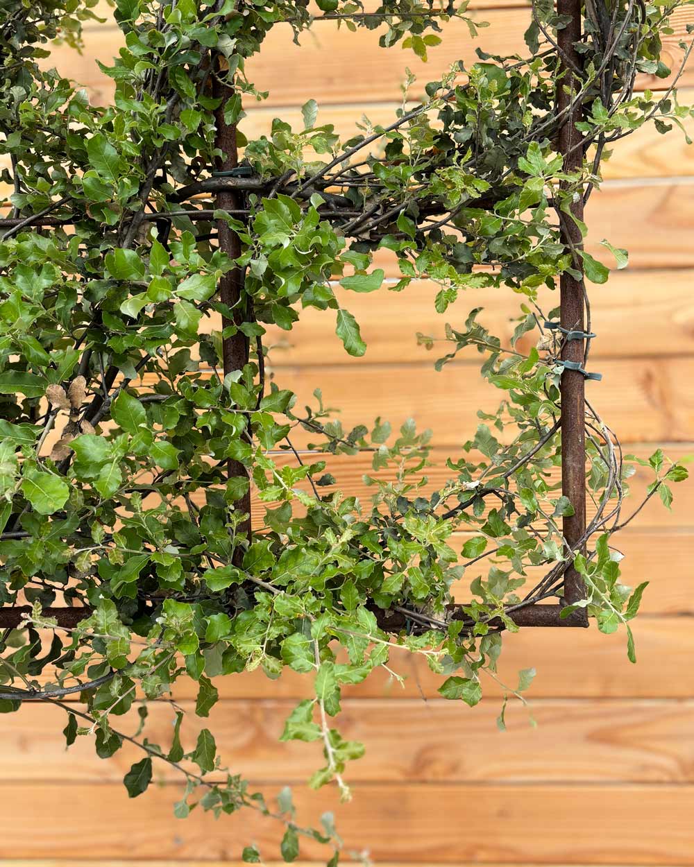 Spalierbaum Korkeiche