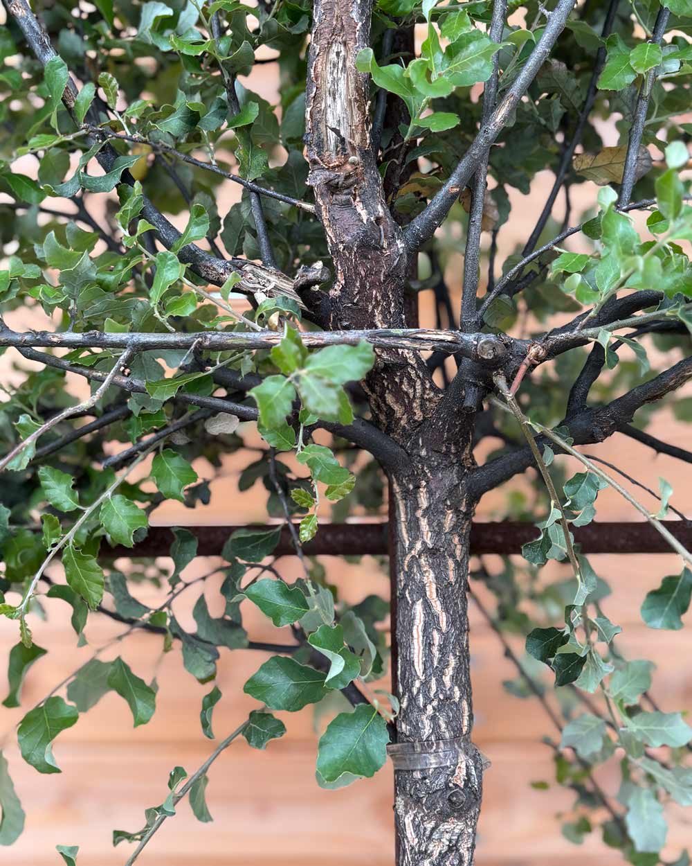 Spalierbaum Korkeiche