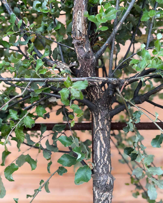 Spalierbaum Korkeiche