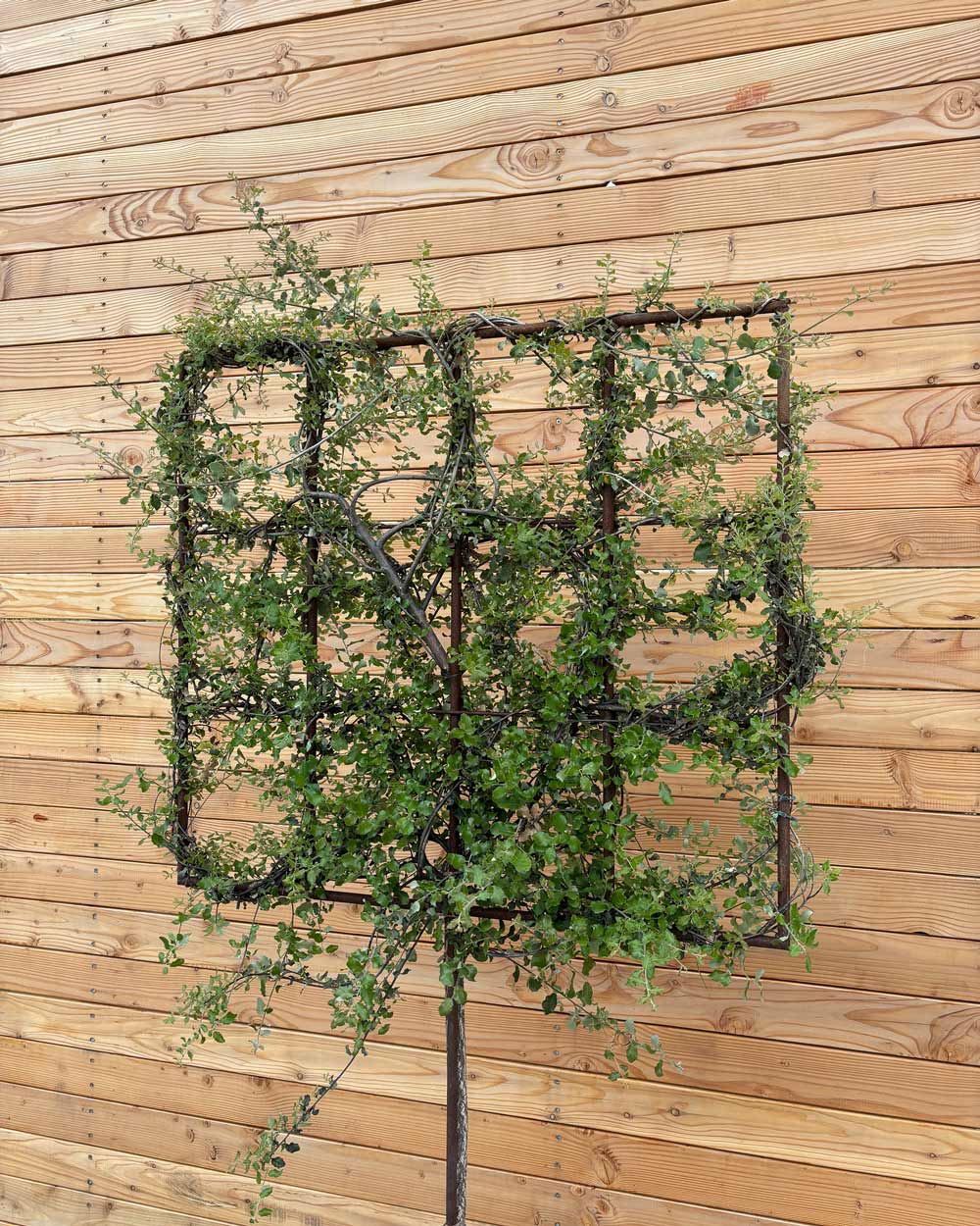 Spalierbaum Korkeiche