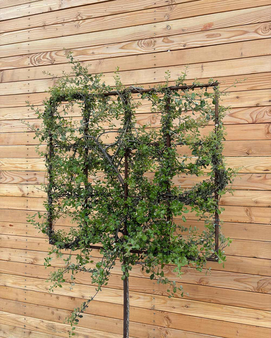 Spalierbaum Korkeiche