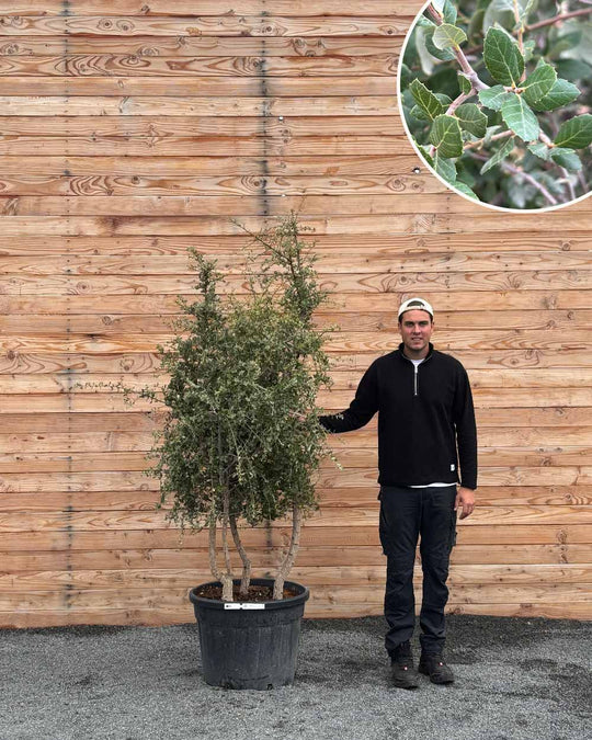 Korkeiche Mehrstämmig