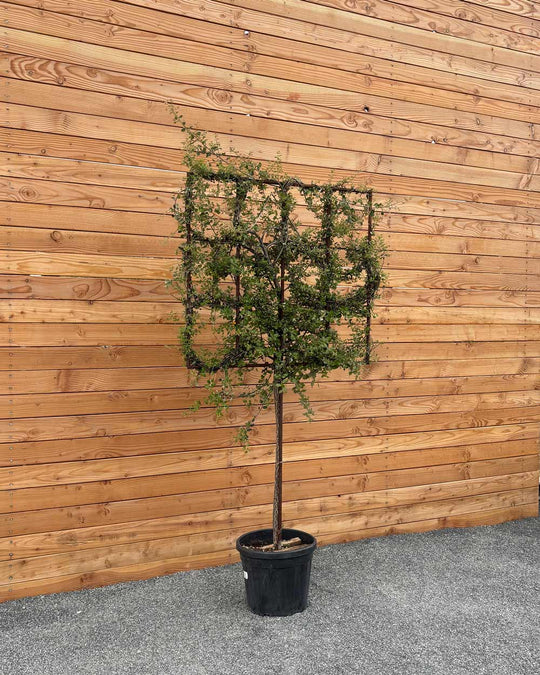 Spalierbaum Korkeiche