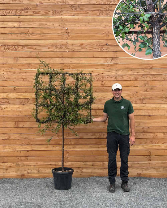 Spalierbaum Korkeiche