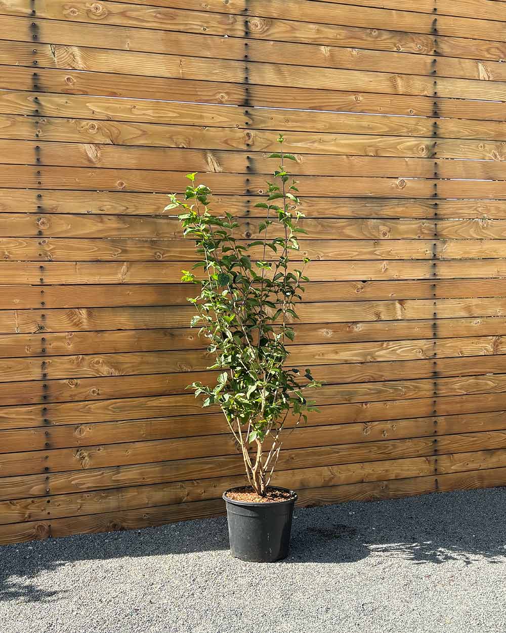 Kornelkirsche – Cornus mas (Mehrstämmig)