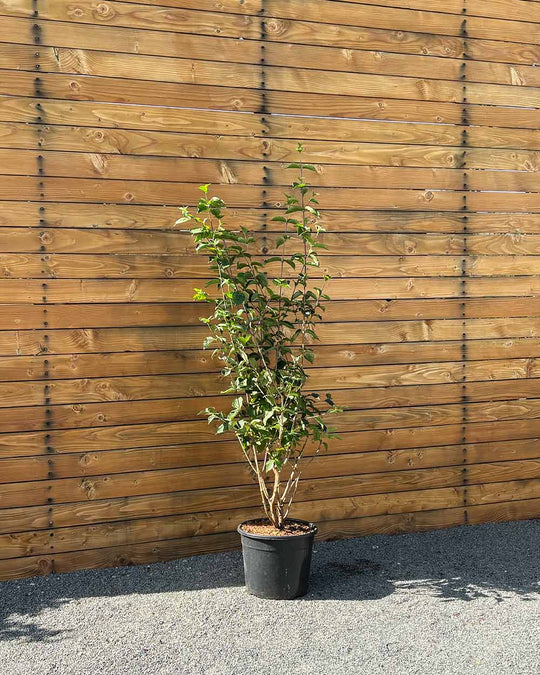 Kornelkirsche – Cornus mas (Mehrstämmig)