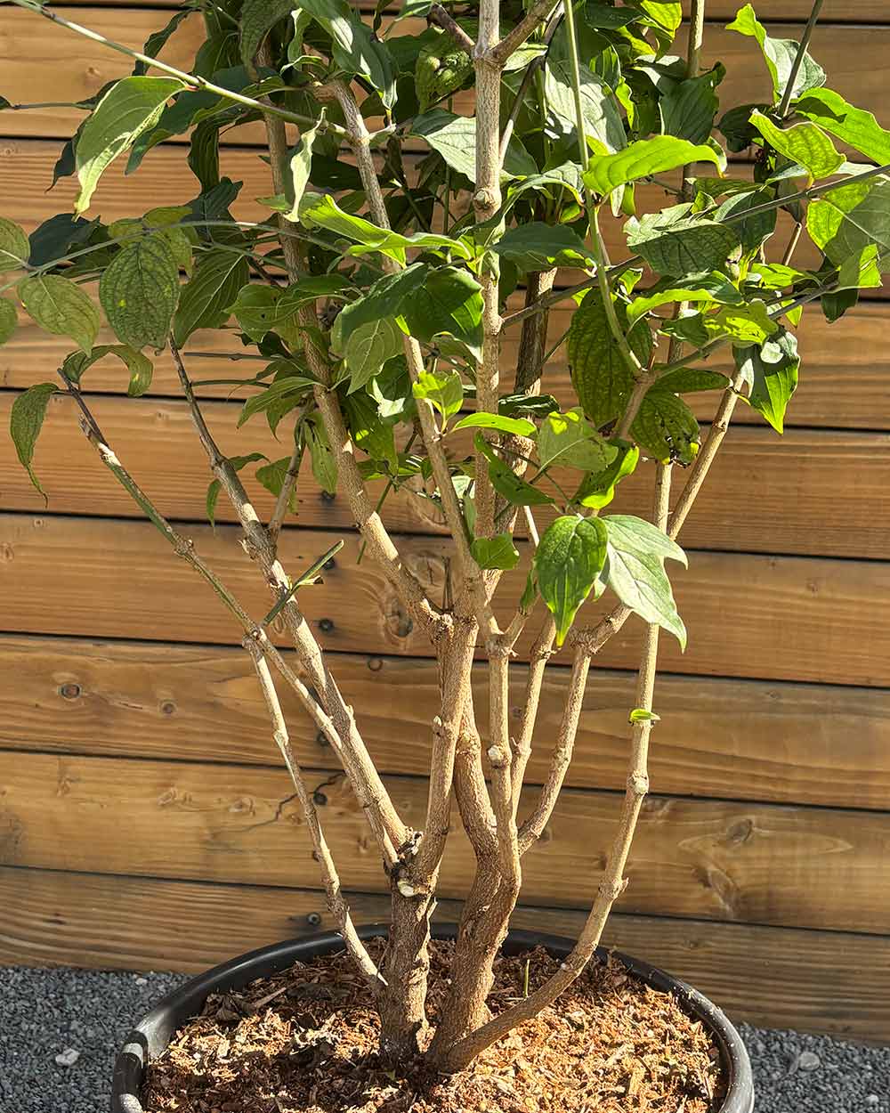 Kornelkirsche – Cornus mas (Mehrstämmig)