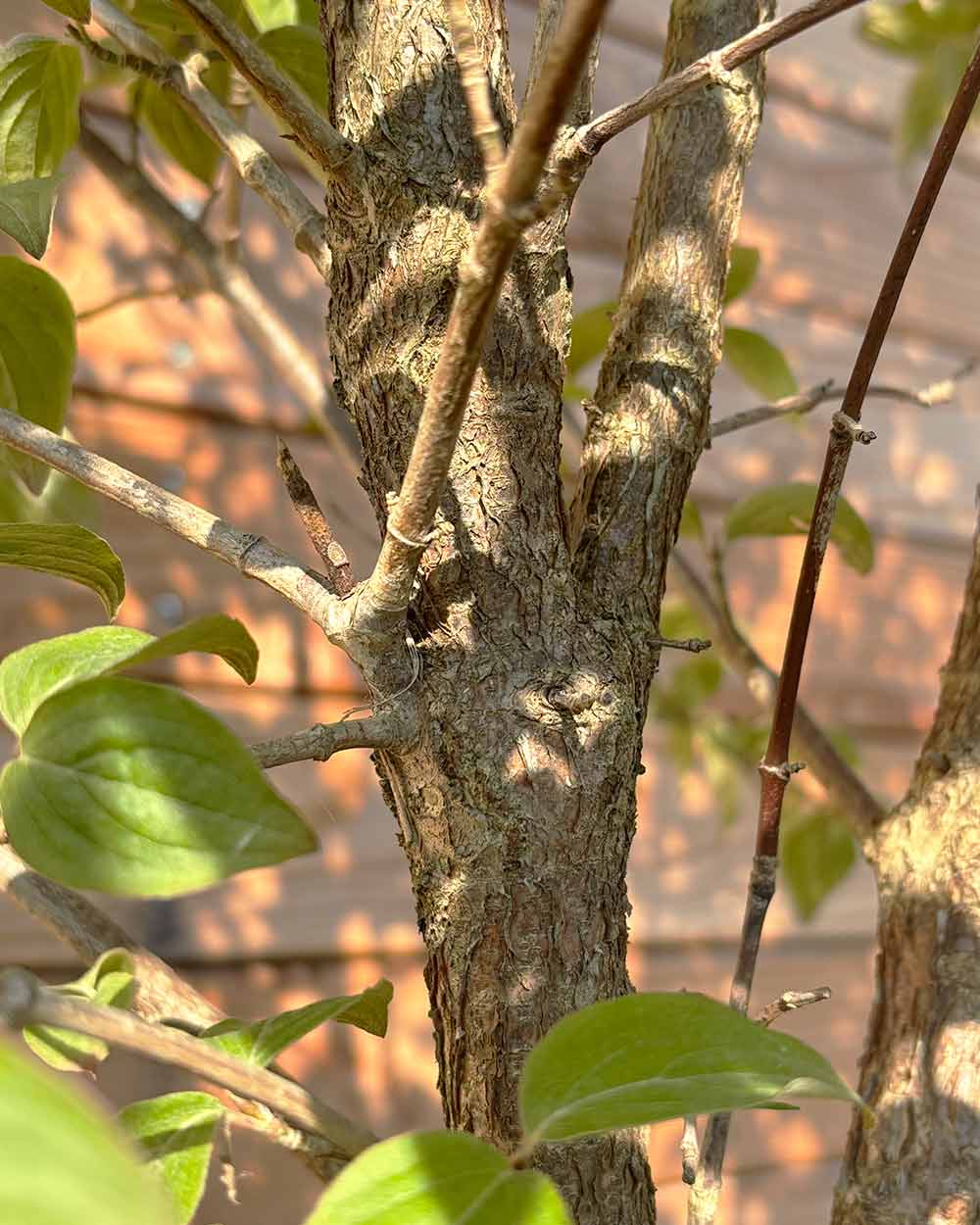 Kornelkirsche "Cornus Mas" Busch