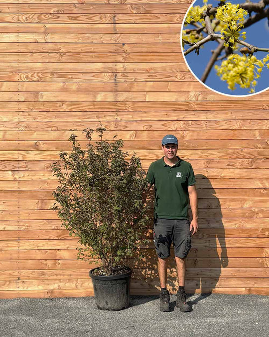 Kornelkirsche – Cornus mas (Mehrstämmig)