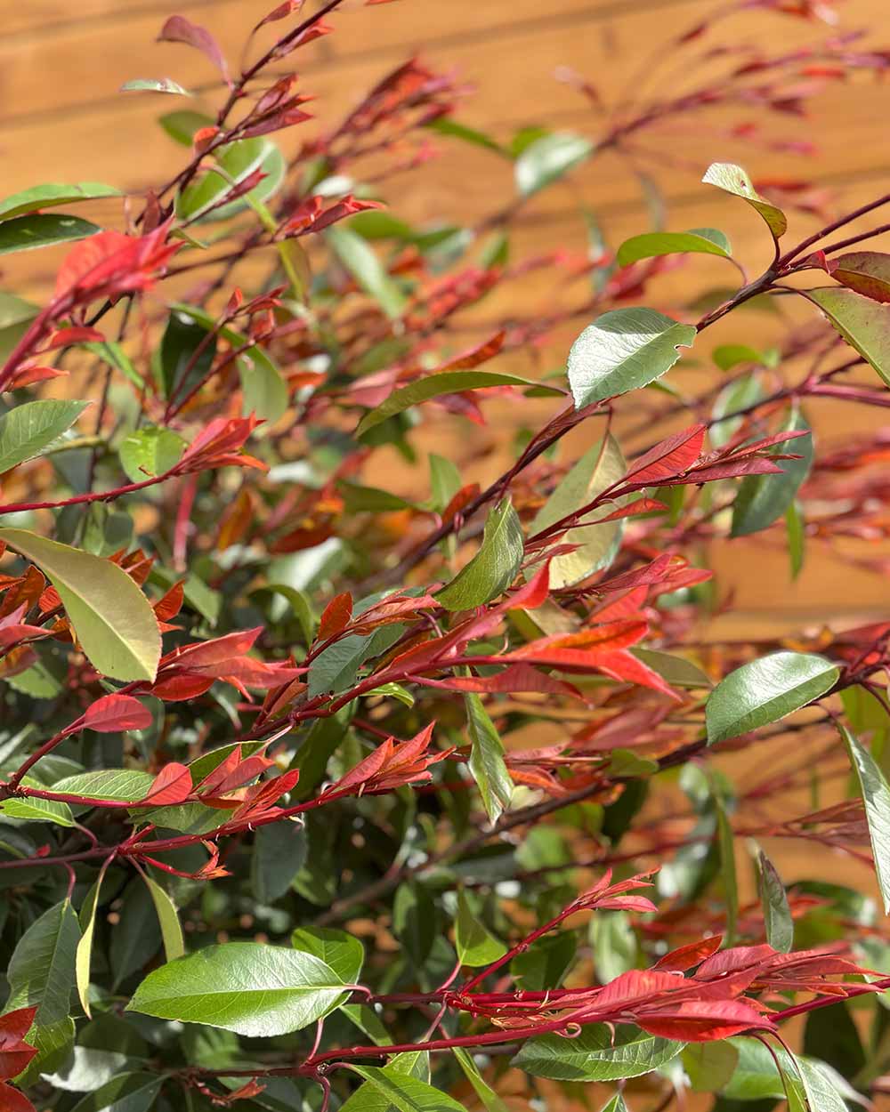 Kugel-Glanzmispel – Photinia ‘Red Robin’ (Hochstamm)
