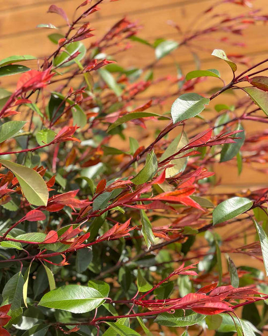 Kugel-Glanzmispel – Photinia ‘Red Robin’ (Hochstamm)