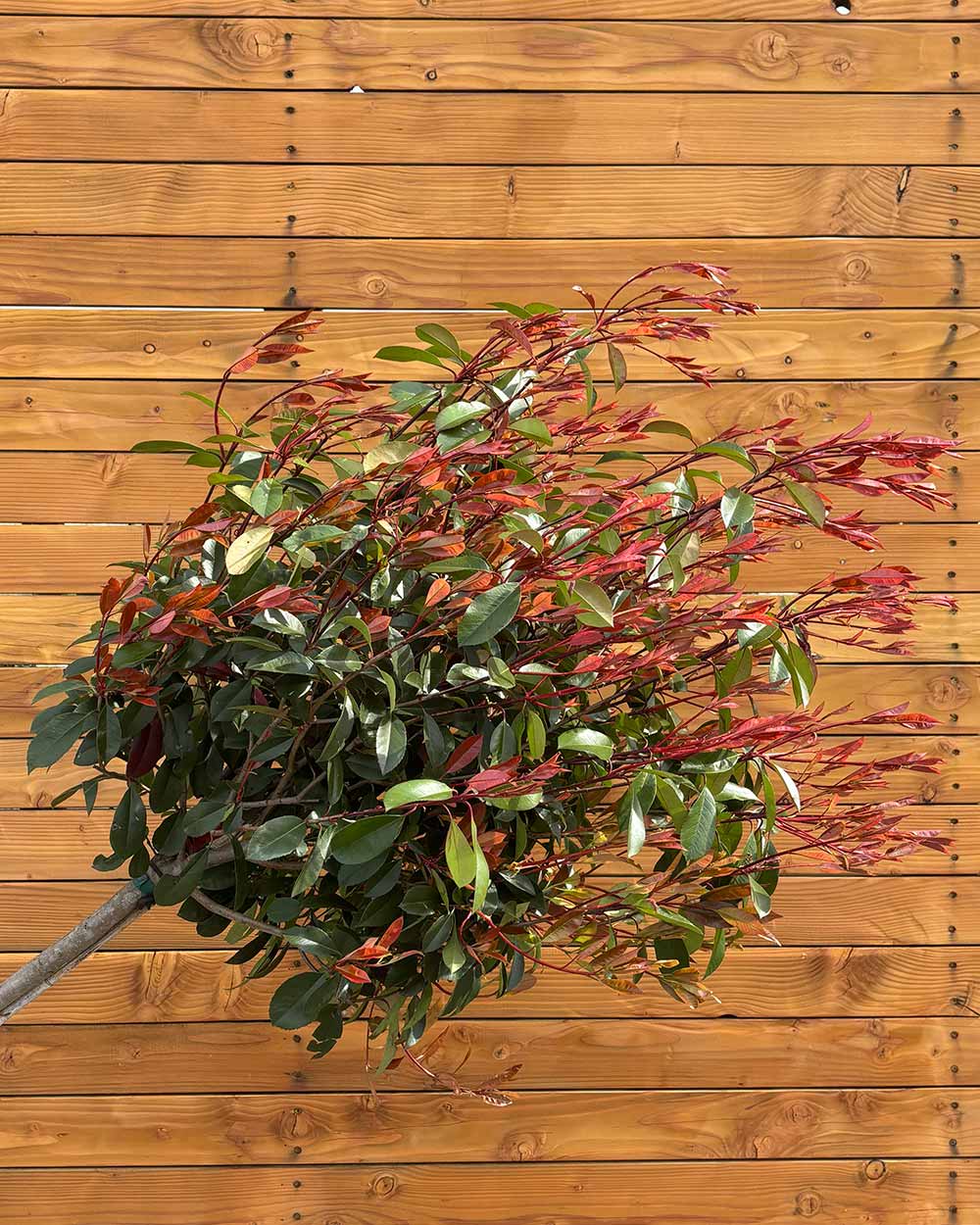 Kugel-Glanzmispel – Photinia ‘Red Robin’ (Hochstamm)