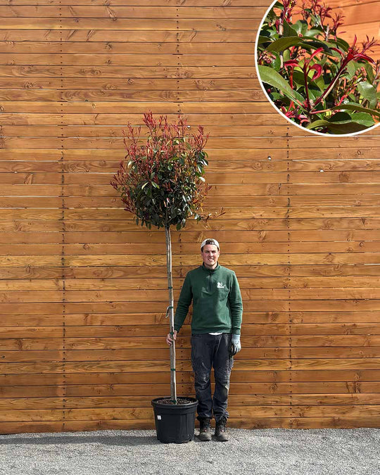 Kugel-Glanzmispel – Photinia ‘Red Robin’ (Hochstamm)