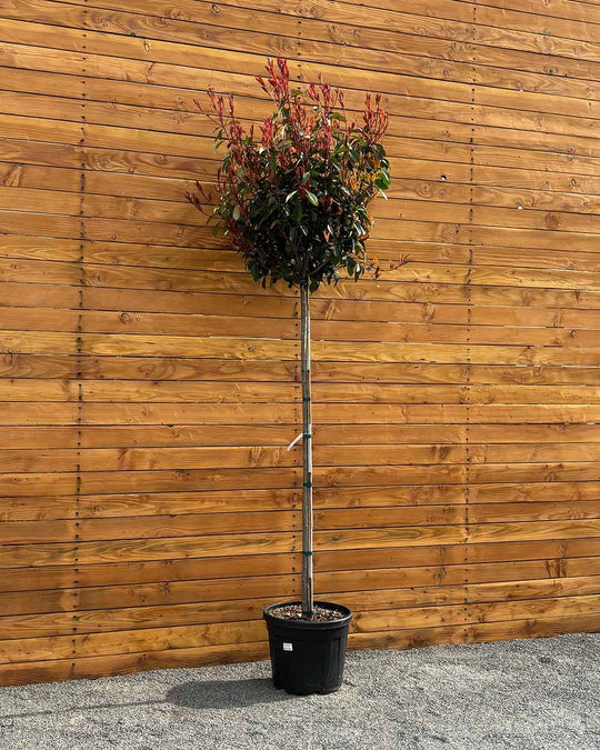 Kugel-Glanzmispel – Photinia ‘Red Robin’ (Hochstamm)