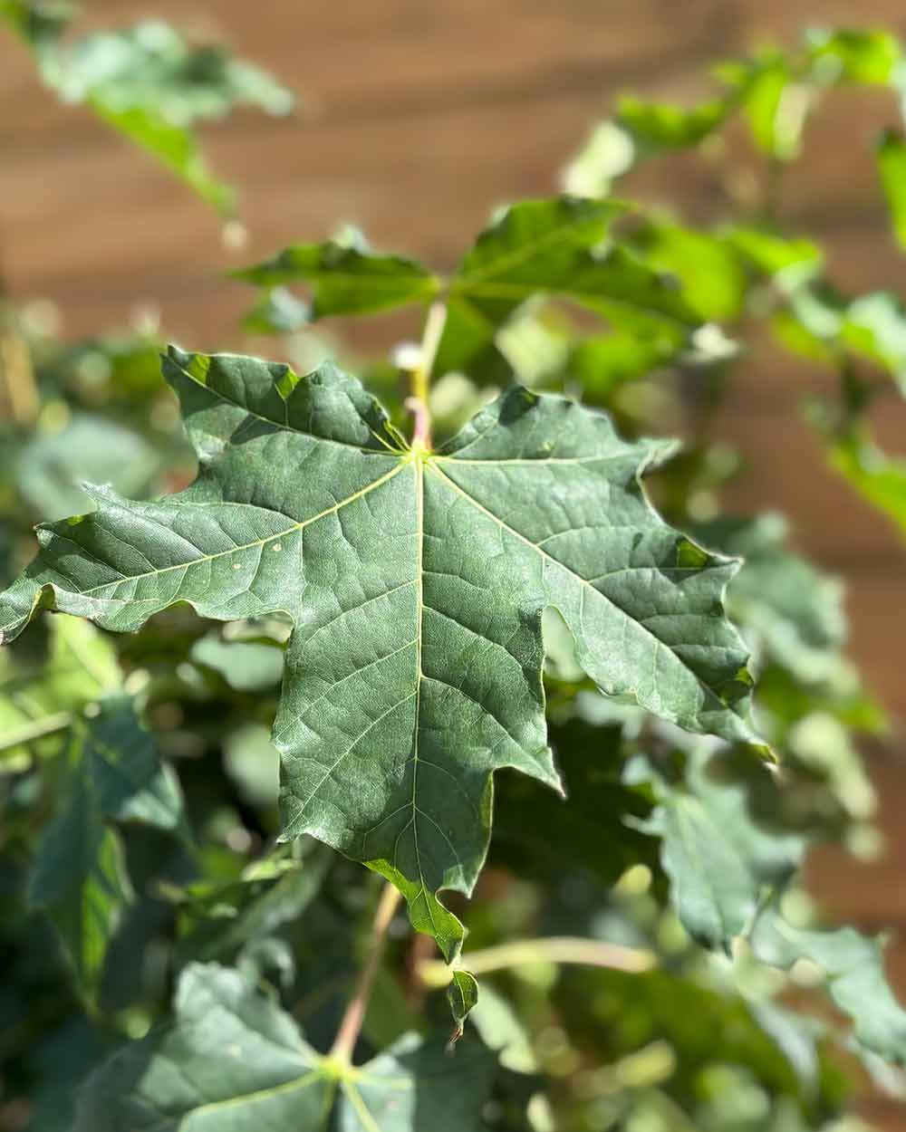Kugel-Ahorn – Acer platanoides ‘Globosum’ (Hochstamm) (Pre Sale)